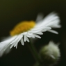 民衆の花