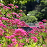 花畑