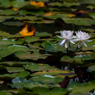 water lily