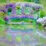 藤の橋２