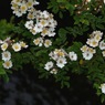 写真歌：野茨の花