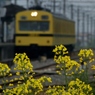 秩父鉄道の黄色の101系電車！