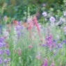 花の時間と色４