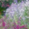 花の時間と色６