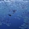 水辺