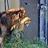 ライオンも戸締りは確認するらしい！？
