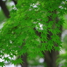 万緑の森