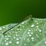 雨粒