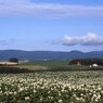 馬鈴薯の大地Ⅱ　2005北海道美瑛