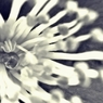 『Rain drop』SAZANKA