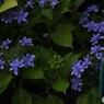 ガレージ横の紫陽花