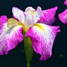 花菖蒲七変化ー１