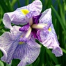 花菖蒲七変化ー２