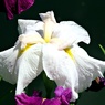 花菖蒲七変化ー３