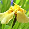 花菖蒲七変化ー４