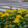 花と横断歩道 Ⅰ