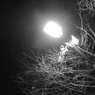 夜の街灯と街路樹