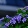 ガレージ横の紫陽花　4