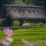 田舎の夏