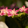 区役所花壇の紫陽花です。