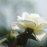 万緑　薔薇