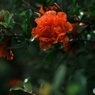 花ザクロ