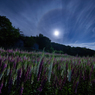 満月夜の秘密の花園