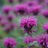 アザミに似てる花