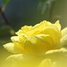 万緑　薔薇