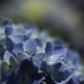 マクロで初夏の花 －１