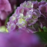 マクロで初夏の花 －２