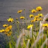 写真句：夕日影二題の２