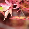夜の紅葉