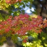 紅葉