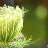 人参の花アフター