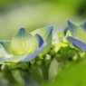 マクロで初夏の花 －５