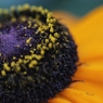 マクロで初夏の花 －７