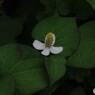 どくだみの花