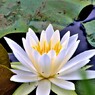 睡蓮の花七変化ー３