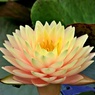 睡蓮の花七変化ー４