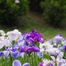 小田原城址公園にて　2020/06/10