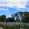 小田原城址公園にて　2020/06/10