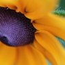 マクロで初夏の花 －９
