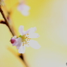 浅き夢桜