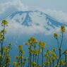 万緑　キカラシ（花の都公園）　