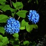 紫陽花