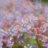 お花畑１