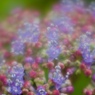 お花畑２