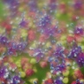 お花畑5