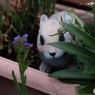 ウサギさん